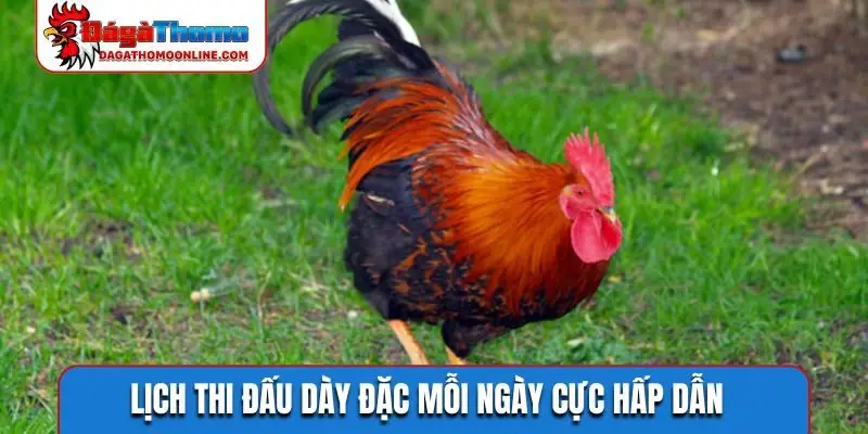 Lịch thi đấu dày đặc mỗi ngày cực hấp dẫn