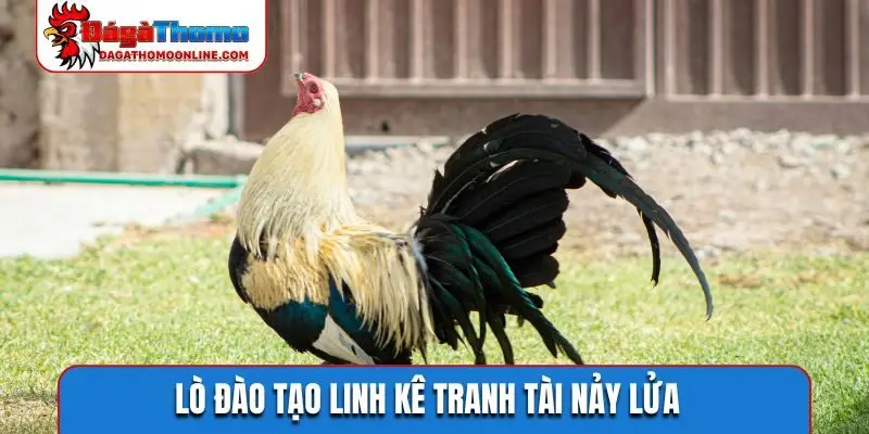 Lò đào tạo linh kê tranh tài nảy lửa