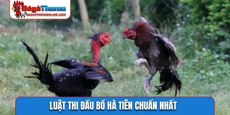 Luật thi đấu bồ Hà Tiên chuẩn nhất